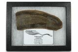 Partial Tully Monster (Tullimonstrum) - Mazon Creek #377817-2